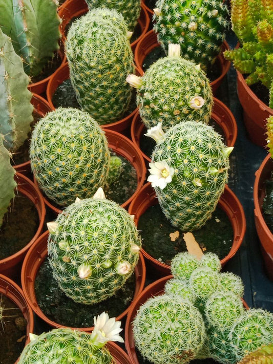 Mammillaria Schiedeana Ssp. Giselae Cactus Ø5 Cm_0