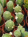 Mammillaria Schiedeana Ssp. Cacto Giselae Ø5 Cm