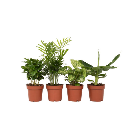 Plantas De Interior Económicas - 4 Pzs - Altura 25-40cm - ⌀12cm_0
