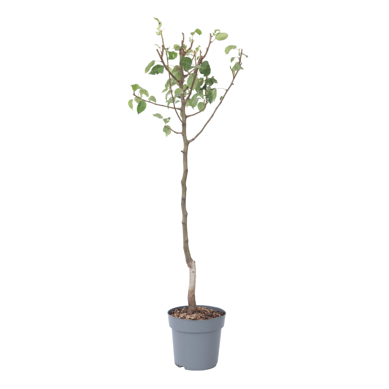 Perer - Pyrus Communis 'conference' - Altura 90-100cm - ⌀21cm_0
