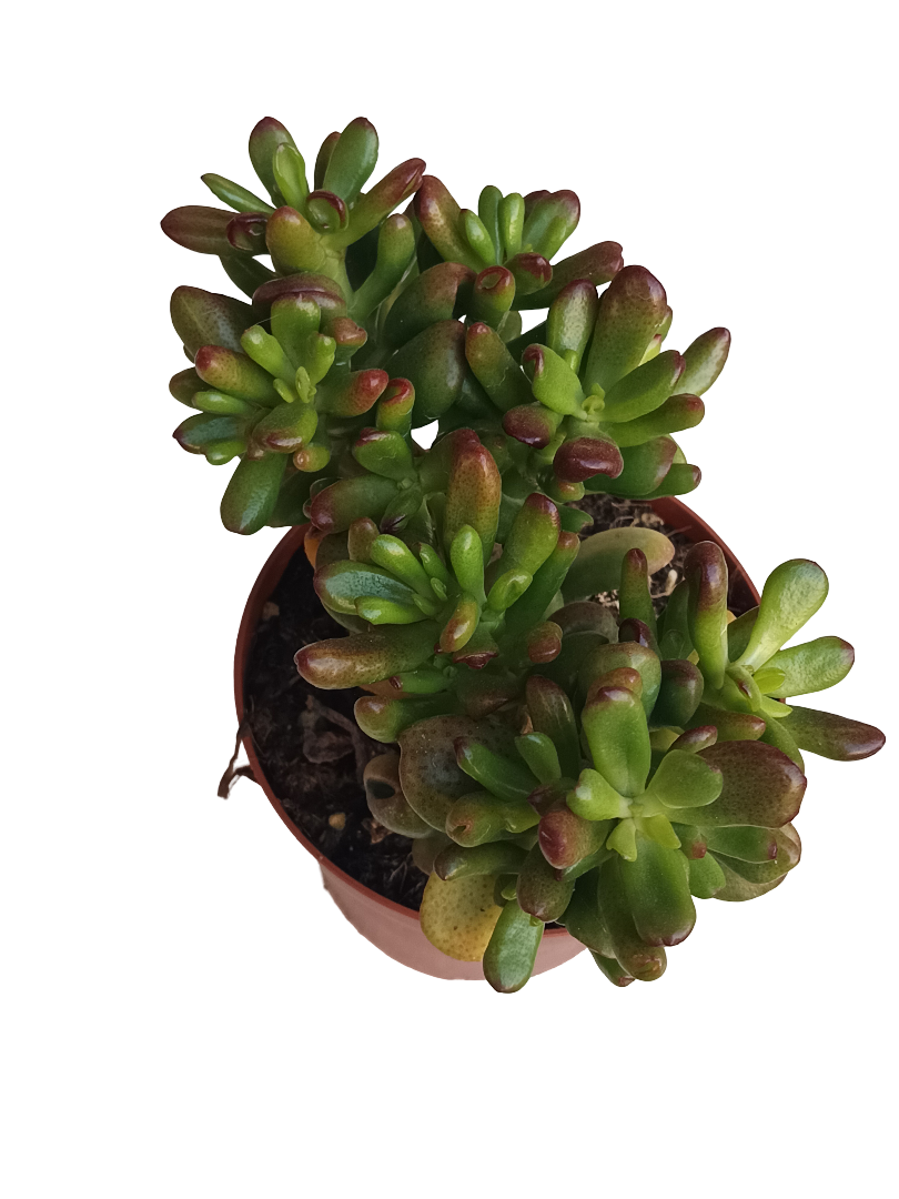 Crassula Ovata Ganfalf Planta Suculenta Suerte Ø13_0