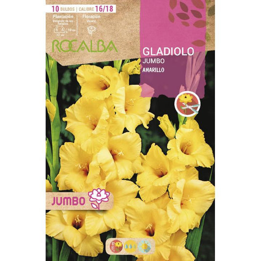Bolbo de Gladíolo Amarelo Jumbo 10 unidades (16/18)