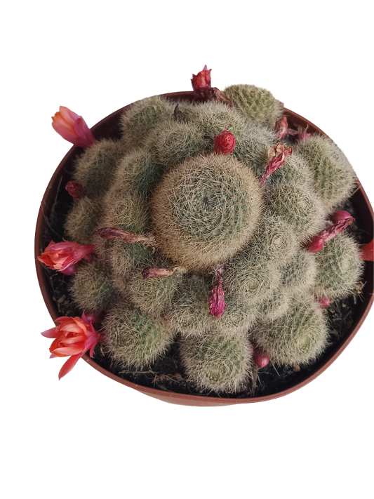 Rebutia Flavystila Ø13 Cactus De Sol Planta Xerofita_0