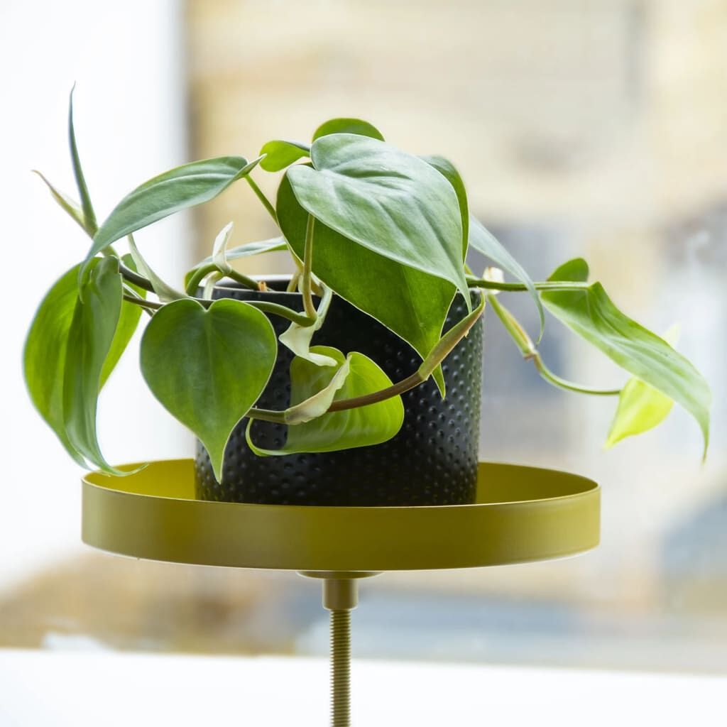 Esschert Design Bandeja Para Plantas Con Abrazadera Redonda Dorada M_3