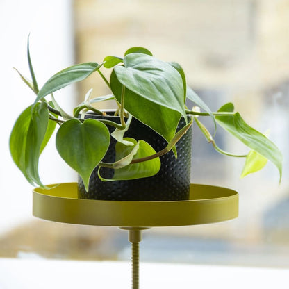 Esschert Design Bandeja Para Plantas Con Abrazadera Redonda Dorada M_3