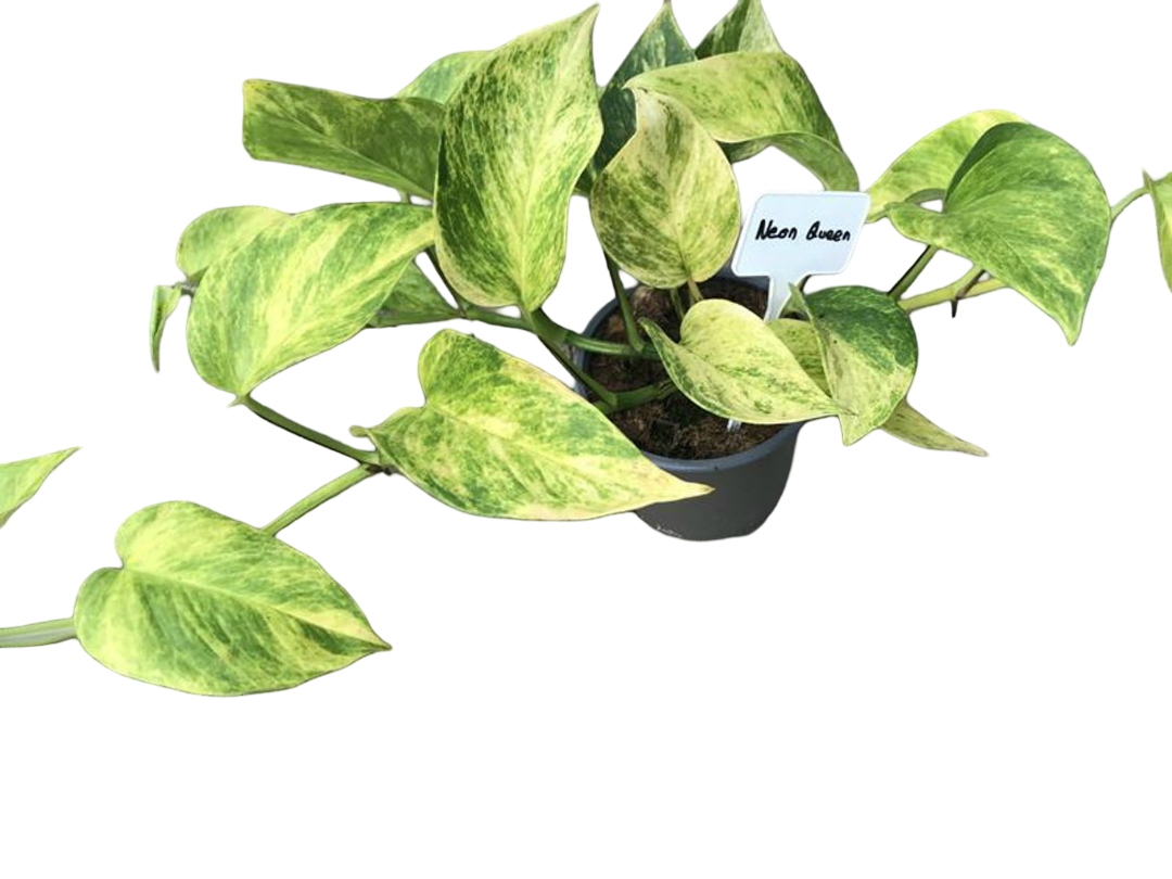 Planta Natural Epipremnum 'neon Queen' 1 Ud Ø 12 Alt. 20_0