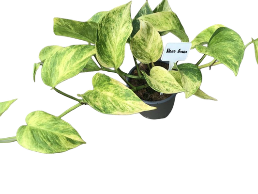 Planta Natural Epipremnum 'neon Queen' 1 Ud Ø 12 Alt. 20_0