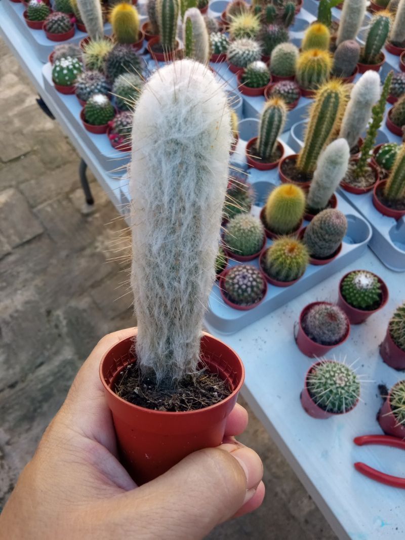 Cactus Peludo Planta Espostoa Melanostele_0