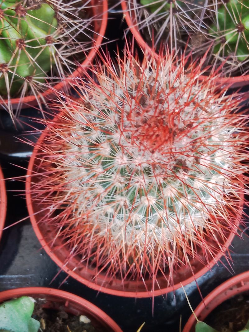 Cactus Mammillaria Spinossima Ø5 Cm Plantas Sucule_0