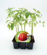 Pack Plantões De Tomate Coração De Boi 6 Un. Natural - Fitoralia