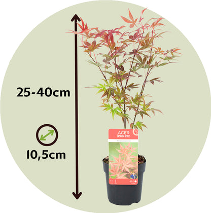 Arce Japonés - 8 Pzs - Acer Palmatum - Altura 25-40cm - ⌀105cm_2
