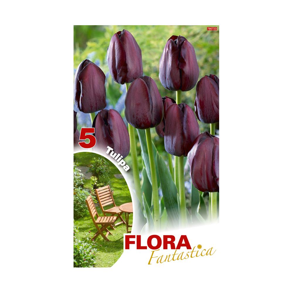 Bulbos Tulipa Negra Darwin Fantastic Elite 5 peças
