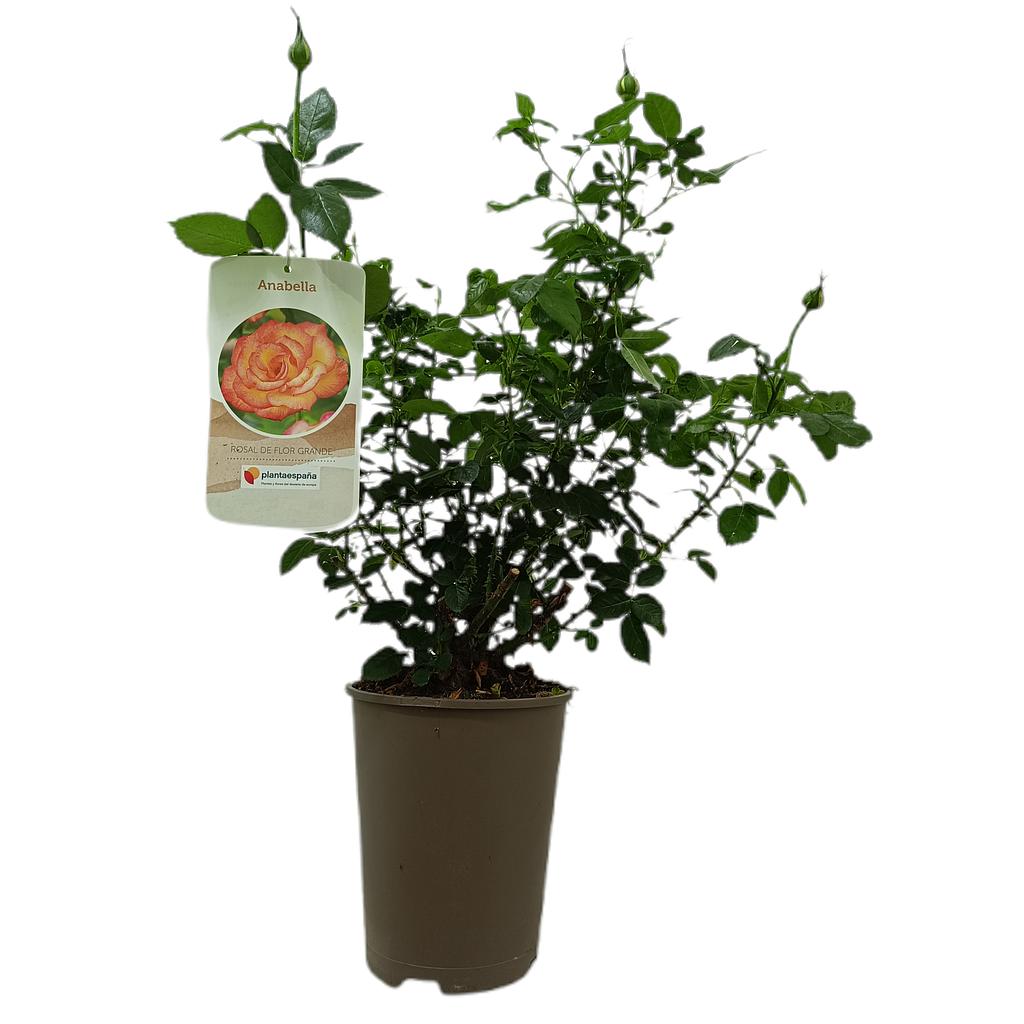 Rosal Perfumado Anabella M20_0