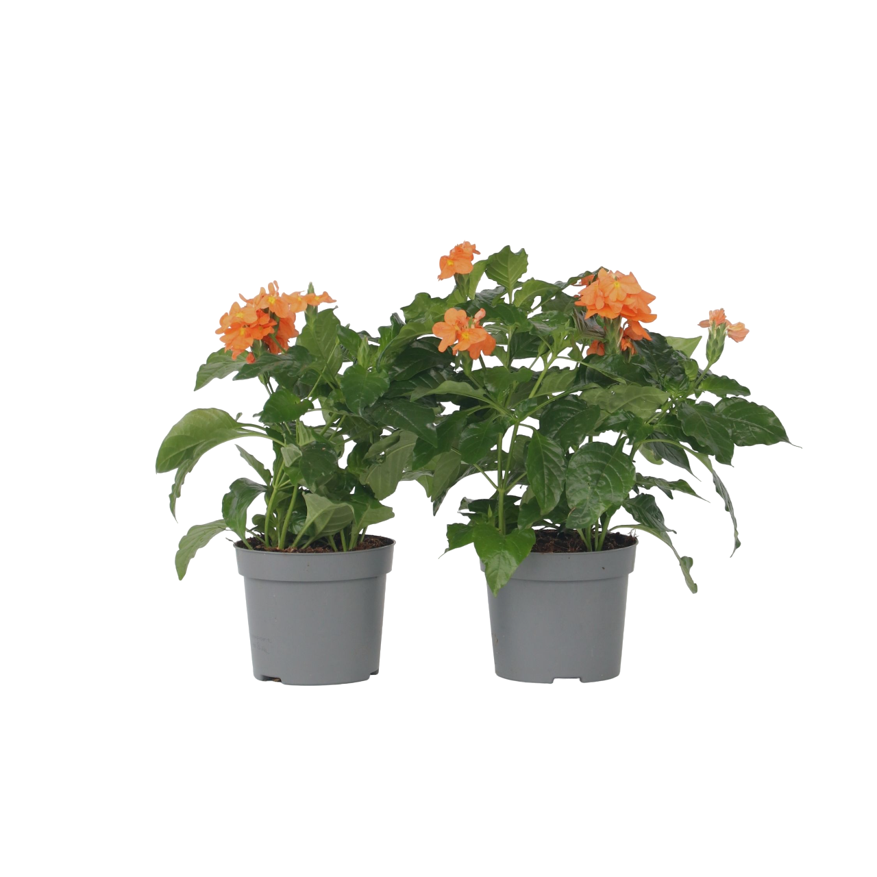 Flor De Fuego - 4 Pzs - Crossandra 'fortuna' - Altura 20-30cm - ⌀13cm_0