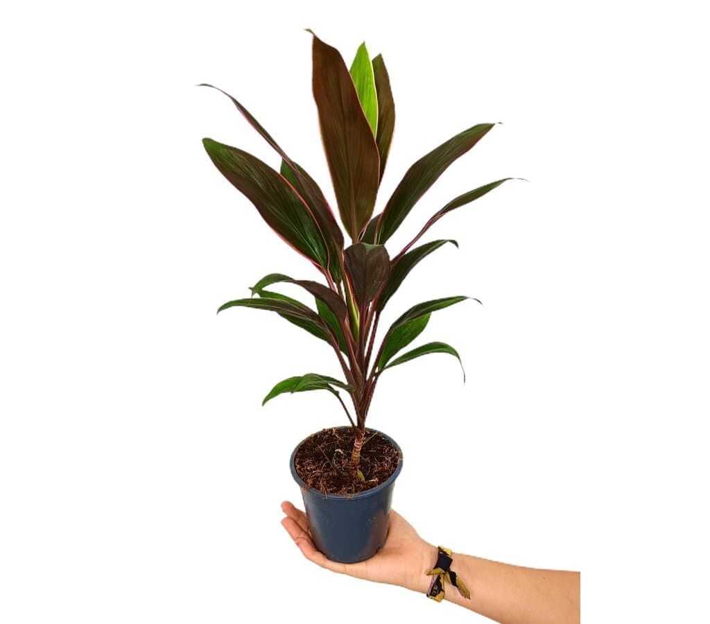 Cordyline Rumba M12 40cm_0