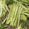 Sementes De Feijão Verde Helda Orgânicas