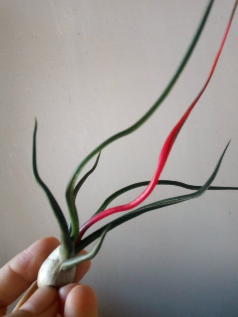 Tillandsia Bulbosa Planta Clavel Del Aire_0