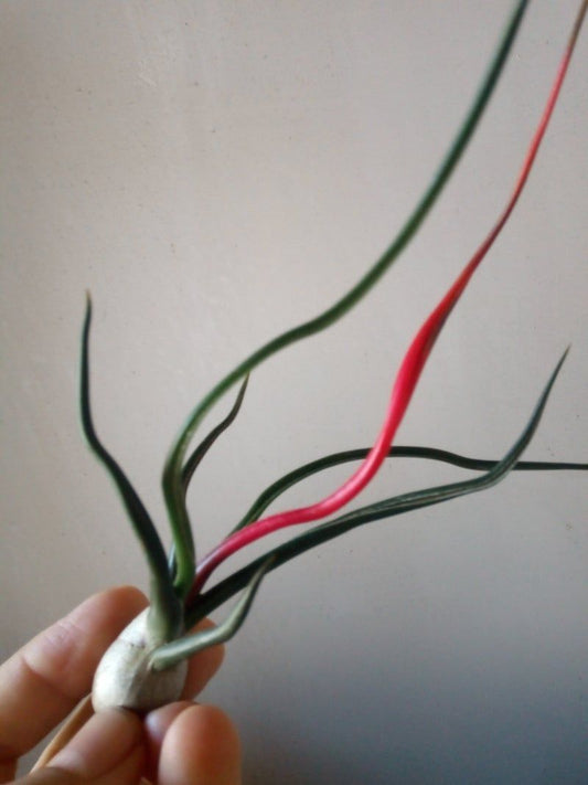 Tillandsia Bulbosa Planta Clavel Del Aire_0