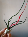 Tillandsia Bulbosa, Planta Clavel Del Aire