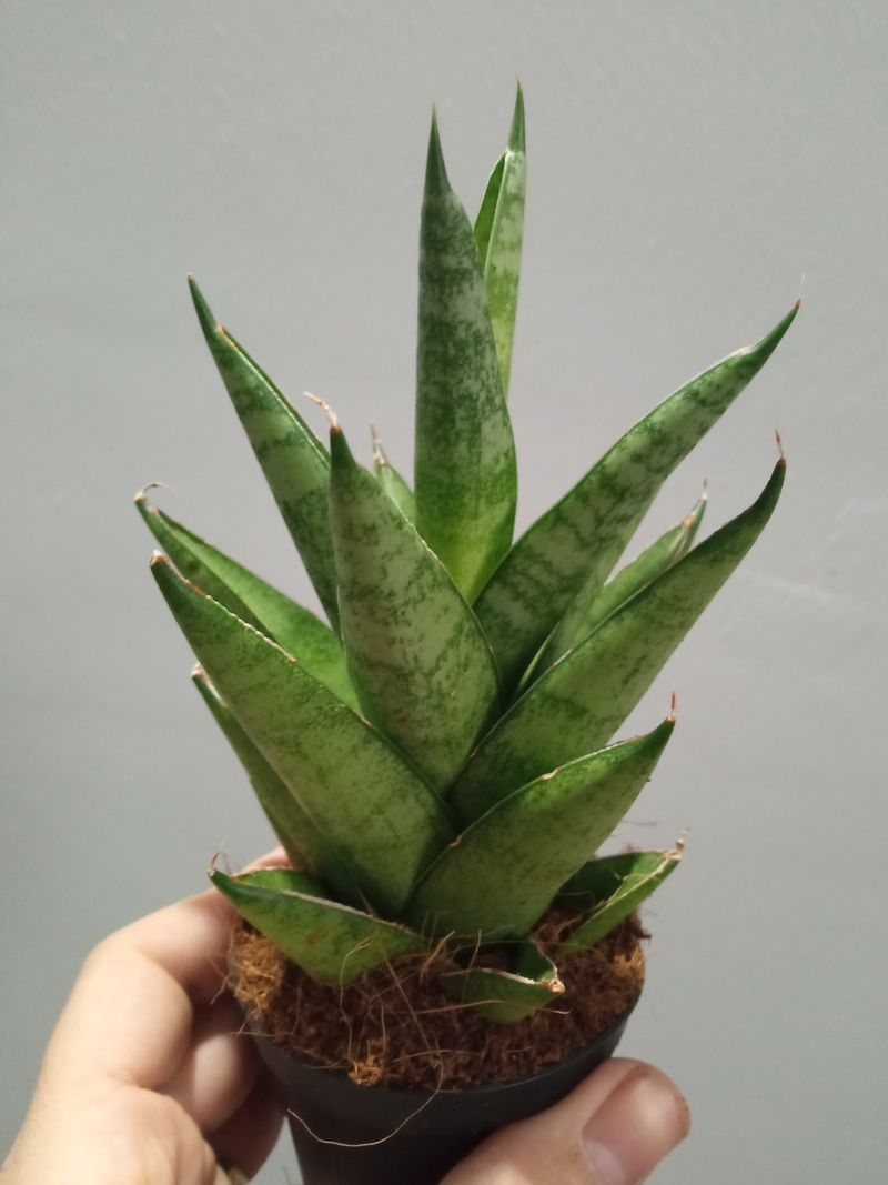 Sansevieria Touhgth Lady Planta De Interior_0