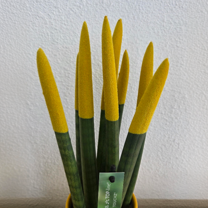 Lengua De Suegra Cilíndrica - Sansevieria Cylindrica - Altura 20-40cm - ⌀9cm_3