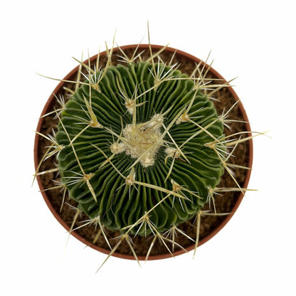 Echinofossulocactus Multicostatus Cactus Y Suculentas M8,5 cm Ø_1