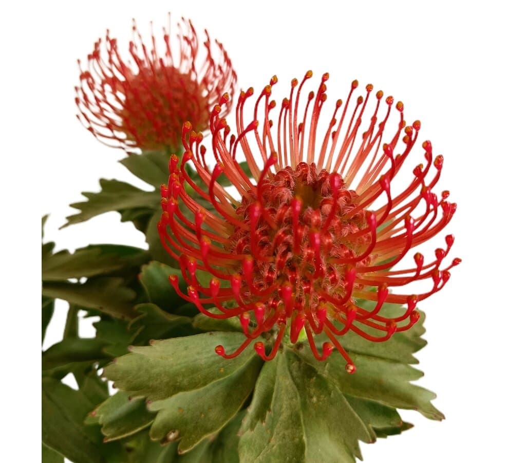Leucospermum M17 (protea)_3