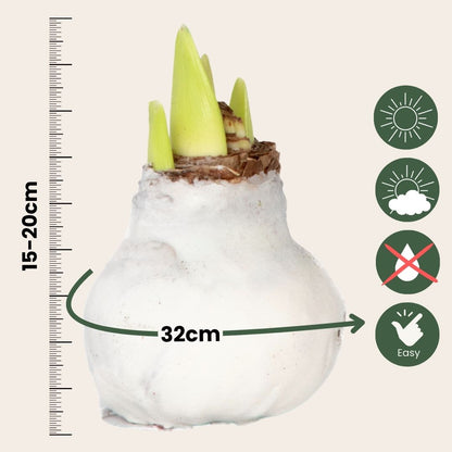 Amarilis - Hippeastrum 'velvet White' - Bulbo De Flor - Blanco_2