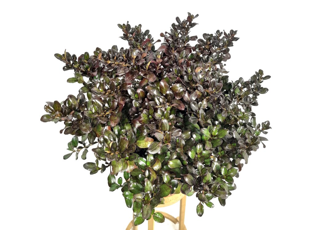 Coprosma Chocolate M24 50cm_0