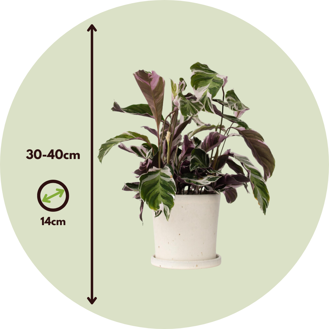 Calatea - 2 Pzs - Calathea Lietzei 'white Fusion' - Altura 30-40cm - ⌀14cm_2