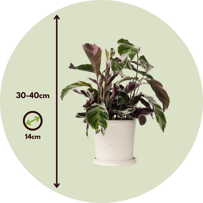 Calatea - 2 Pzs - Calathea Lietzei 'white Fusion' - Altura 30-40cm - ⌀14cm_2