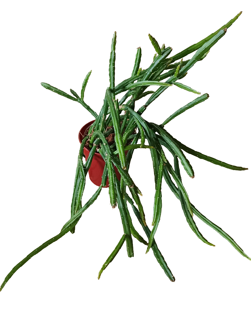 Planta Colgante Selinecereus Werkleii Ø6 Cm_0