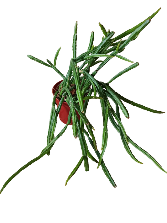 Planta Colgante Selinecereus Werkleii Ø6 Cm_0