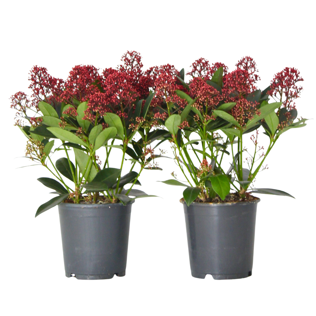Esquimia - 2 Pzs - Skimmia Japonica 'rubella' - Altura 35-45cm - ⌀15cm_0