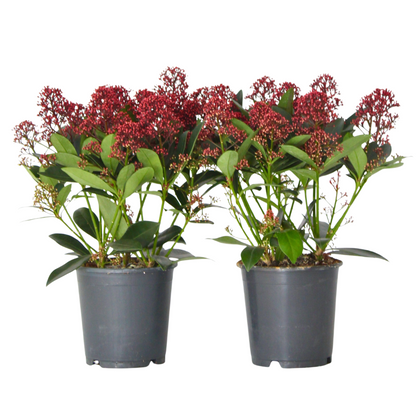 Esquimia - 2 Pzs - Skimmia Japonica 'rubella' - Altura 35-45cm - ⌀15cm_0