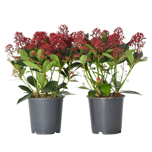 Esquimia - 2 Pzs - Skimmia Japonica 'rubella' - Altura 35-45cm - ⌀15cm_0