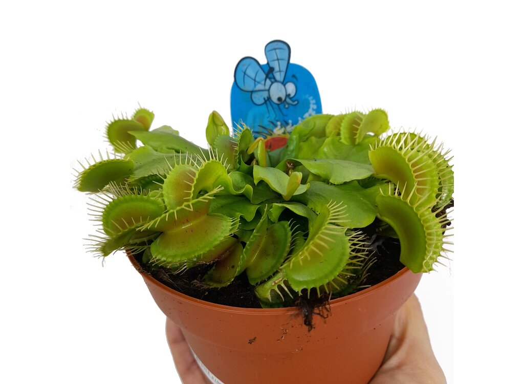 Dionaea Muscipula M12_1