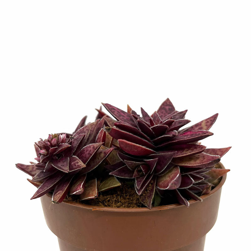 Crassula Capitella Híbrida Cactus Y Suculentas M8,5 cm Ø_0