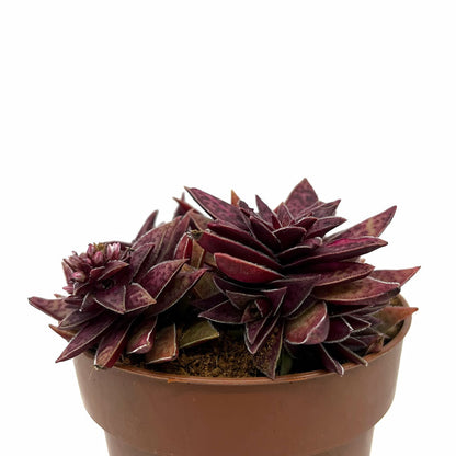 Crassula Capitella Híbrida Cactus Y Suculentas M8,5 cm Ø_0
