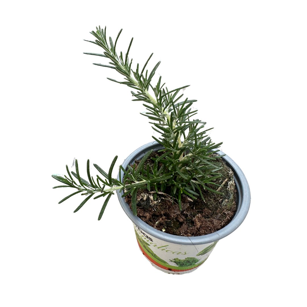 Romero Rastrero Planta Ornamental Para Jardines Y Macetas (rosmarinus Officinalis Prostratus) Maceta 14cm_0