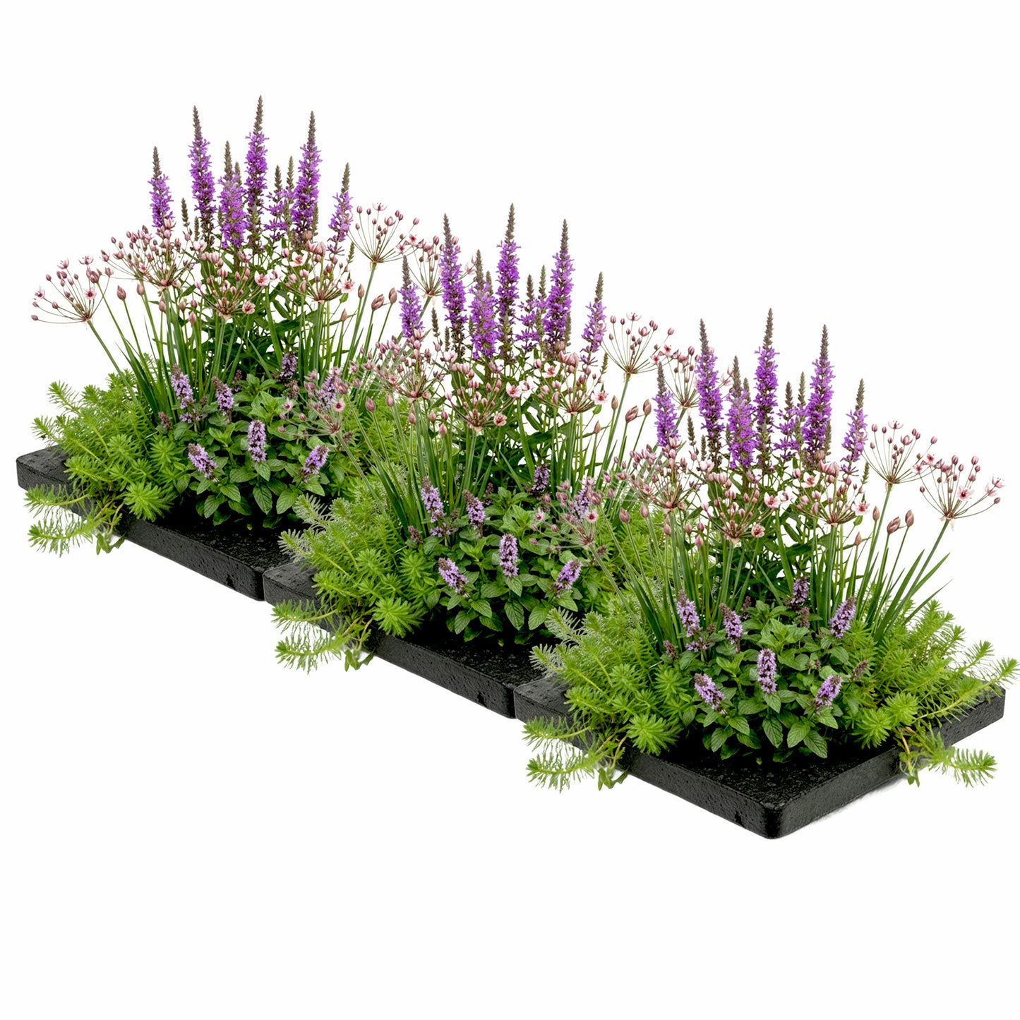 Isla Estanque Antimosquitos 75x25 Cm - Set 12 Plantas Y 3 Anillos_0