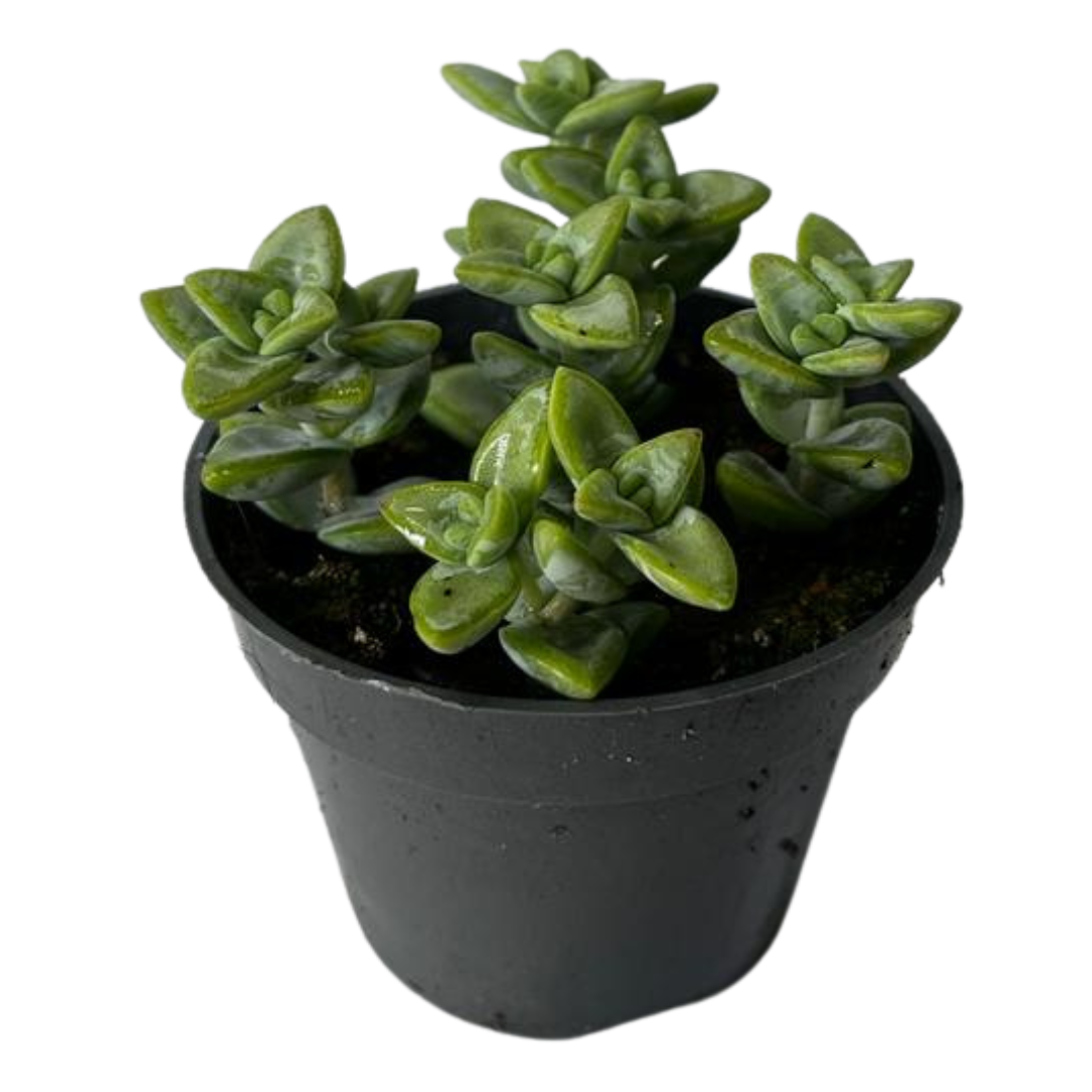 Crassula Rupestris Suculenta También Conocida Como Collar De Jade_0