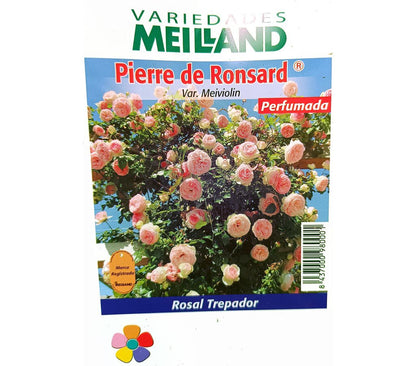 Rosal Trepador Perfumado Meilland Pierre De Ronsard M20_0