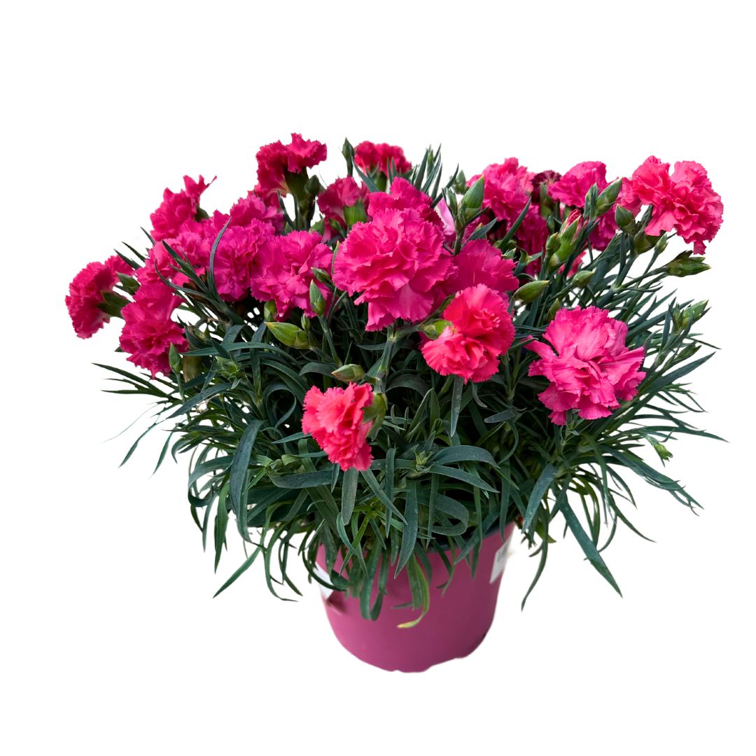 Clavel En Maceta De 18cm: La Flor Perfecta Para Alegrar Tu Hogar_0