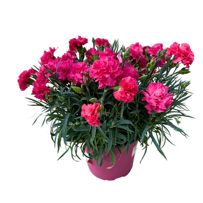 Clavel En Maceta De 18cm: La Flor Perfecta Para Alegrar Tu Hogar_0