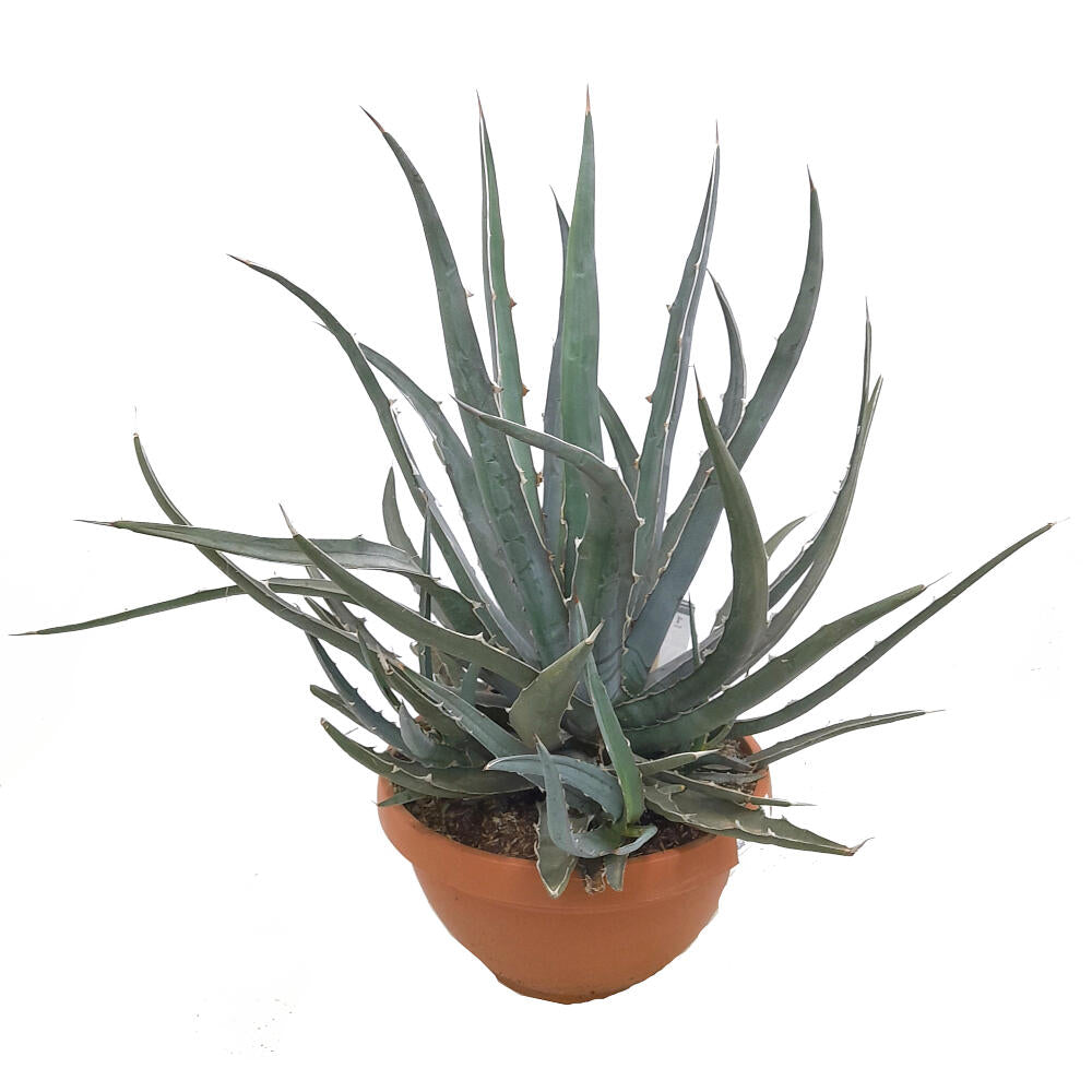 Agave Xylonacantha T30 70cm_0
