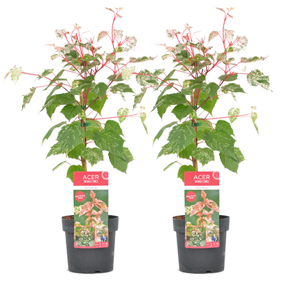 Arce Japonés - 2 Pzs - Acer Conspicuum 'red Flamingo' - Altura 50-60cm - ⌀19cm_0