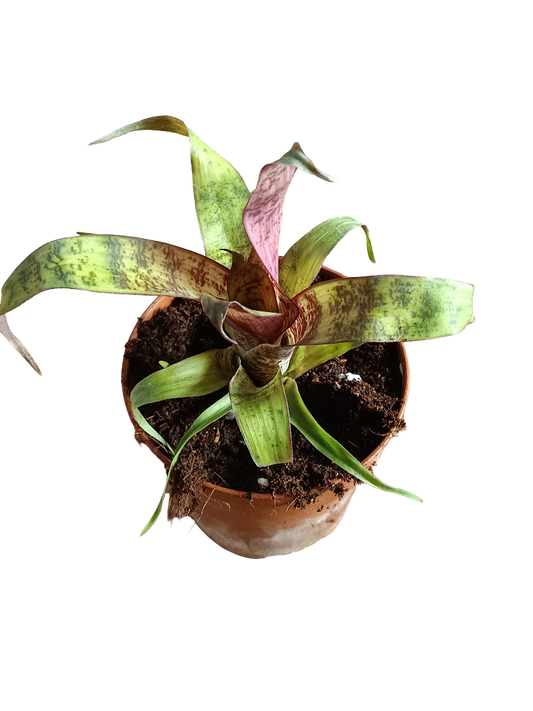 Vriesea Red Chestnut Mini Planta Bromelia 8 Cms_0