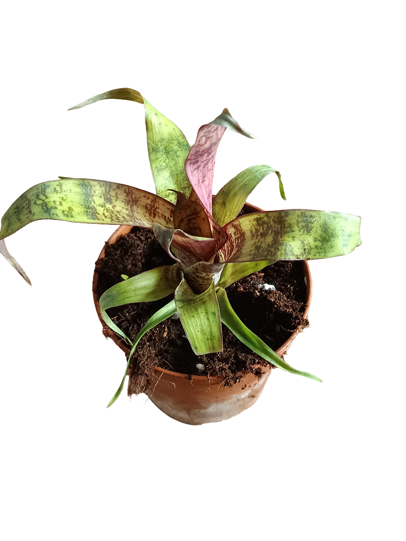 Vriesea Red Chestnut Mini Planta Bromelia 8 Cms_0