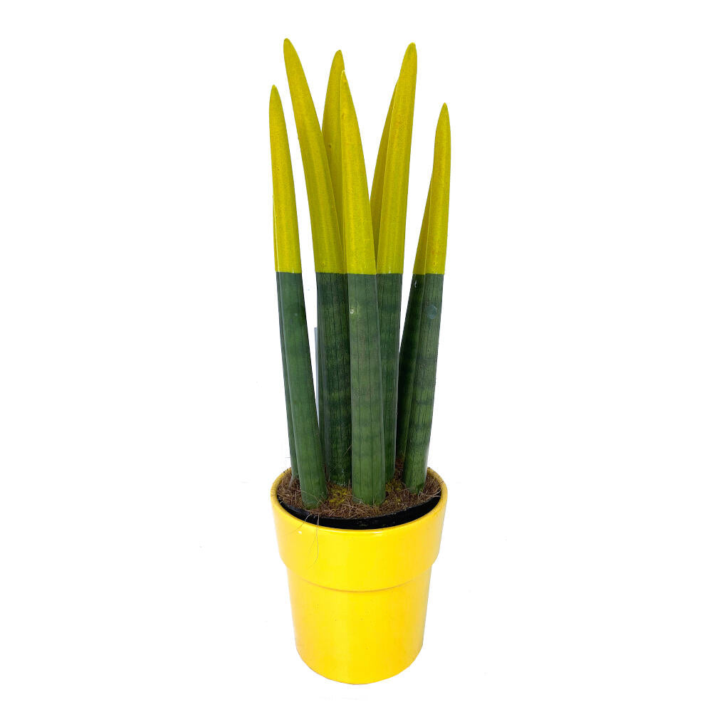 Sansevieria Cilindrica Pintada M12 30cm_1